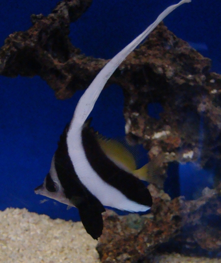  Heniochus acuminatus (Longfin Bannerfish, Poor Man’s Moorish Idol, Black-and-White Heniochus, Pennant Coralfish)